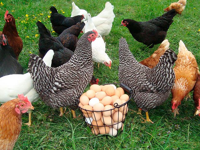Содержание кур и уход за ними | ЗооТом - продажа, вязка и услуги для животных в Ковдоре