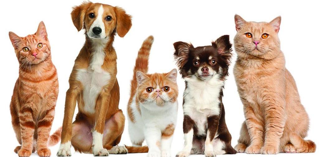 Доска объявлений о животных | ЗооТом - продажа, вязка и услуги для животных в Ковдоре