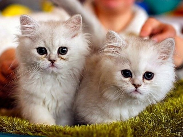 Породы кошек в Ковдоре | ЗооТом портал о животных