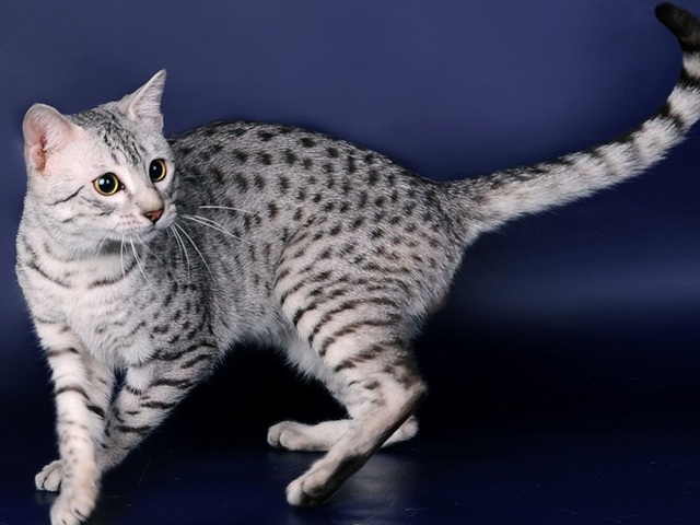 Породы кошек в Ковдоре | ЗооТом портал о животных