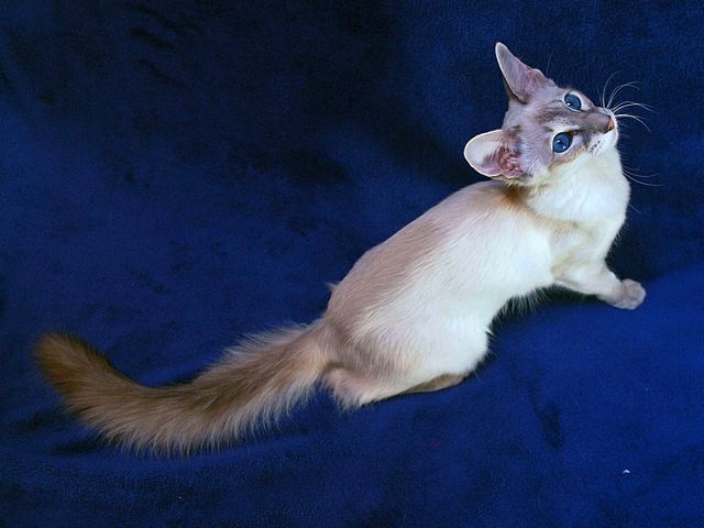 Выведенные породы кошек в Ковдоре | ЗооТом портал о животных