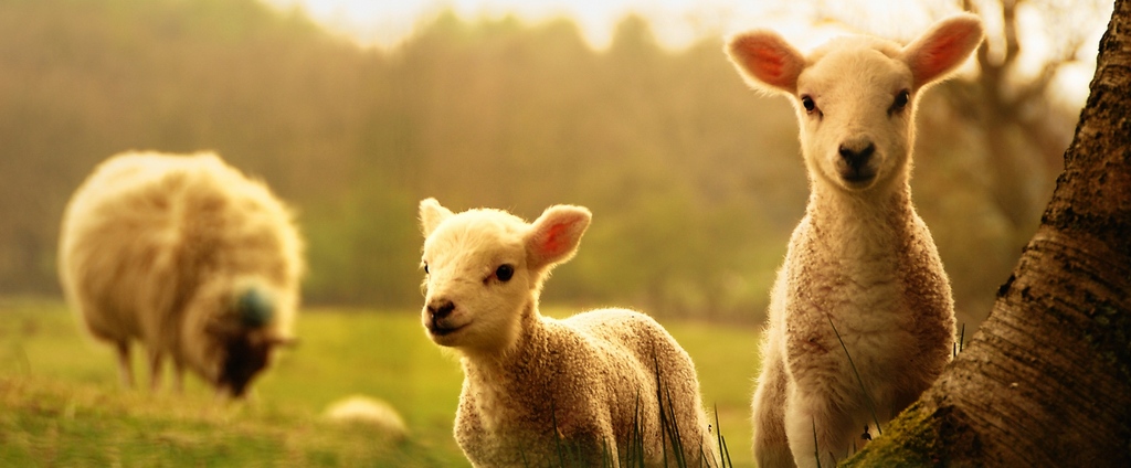 Объявления о сельскохозяйственных животных | ЗооТом - продажа, вязка и услуги для животных в Ковдоре