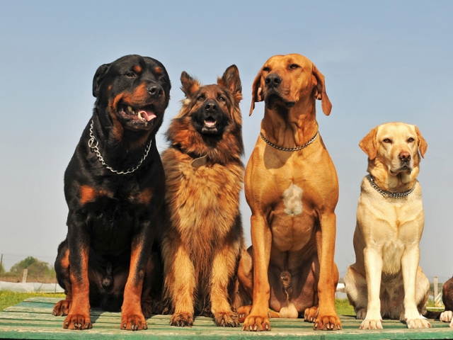 Крупные породы собак в Ковдоре | ЗооТом портал о животных